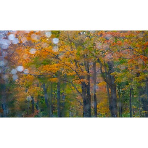 Gulin, Sylvia 아티스트의 USA-New Hampshire-Sugar Hill looking through windshield on rainy day with Hardwood trees in Autumn 작품입니다.